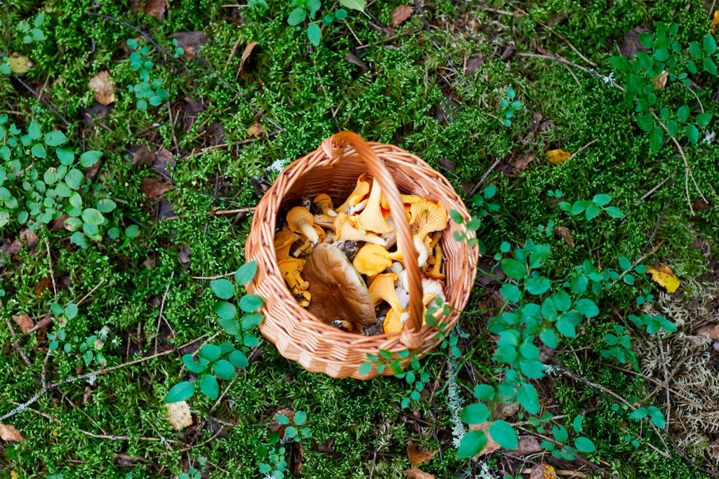 Cooking with French mushrooms: girolles, cèpes, morilles