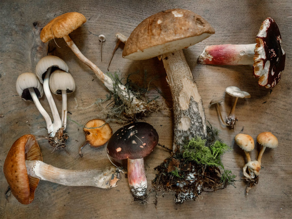 Cooking with French mushrooms: girolles, cèpes, morilles