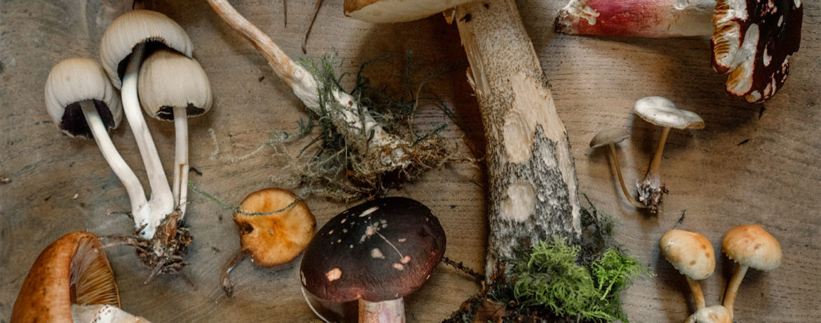 Cooking with French mushrooms: girolles, cèpes, morilles