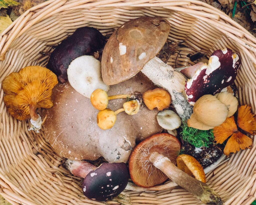 Cooking with French mushrooms: girolles, cèpes, morilles