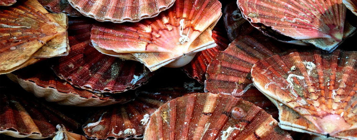 How They Cook and Eat Scallops in France Today