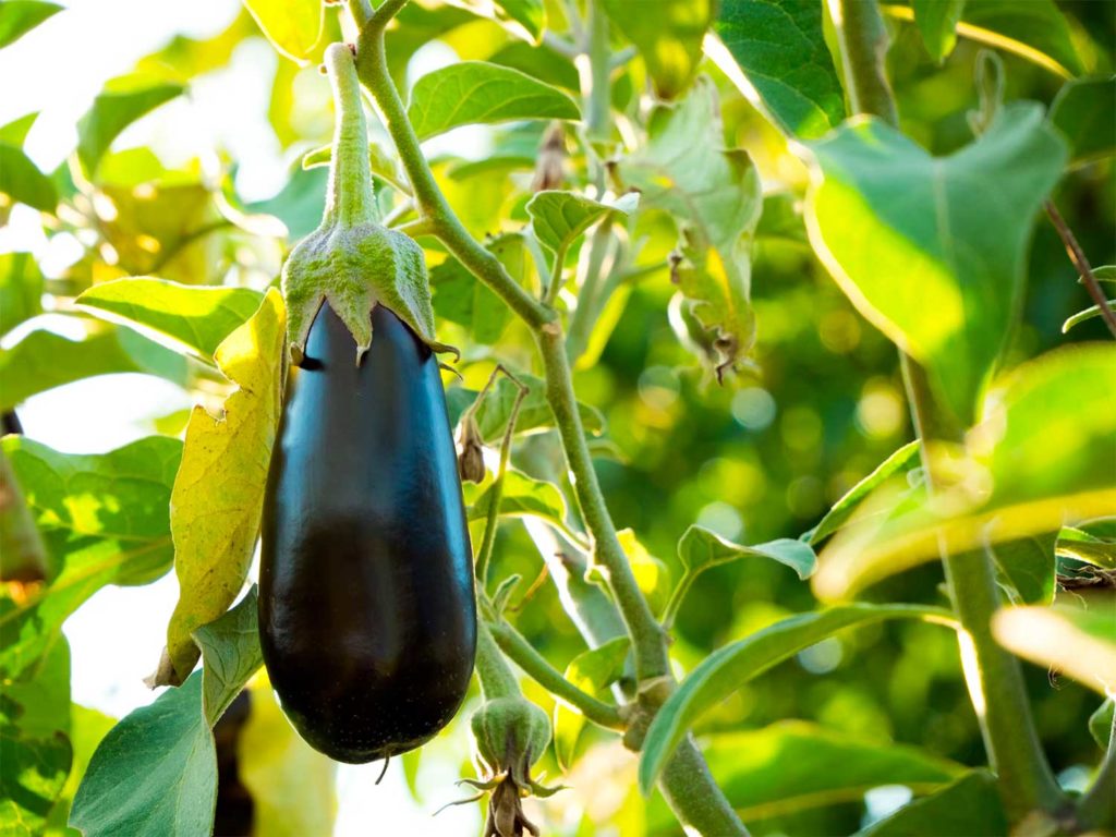 eggplant french food